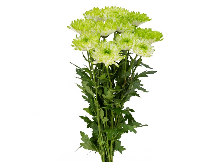 CRISANTEMO ZEMBLA GREEN 080 CM VERDE