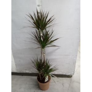 Dracaena marg. 'Magenta'
