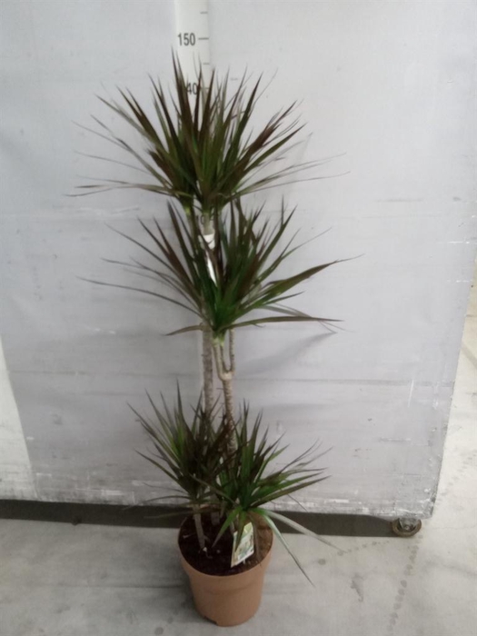 <h4>Dracaena marg. 'Magenta'</h4>