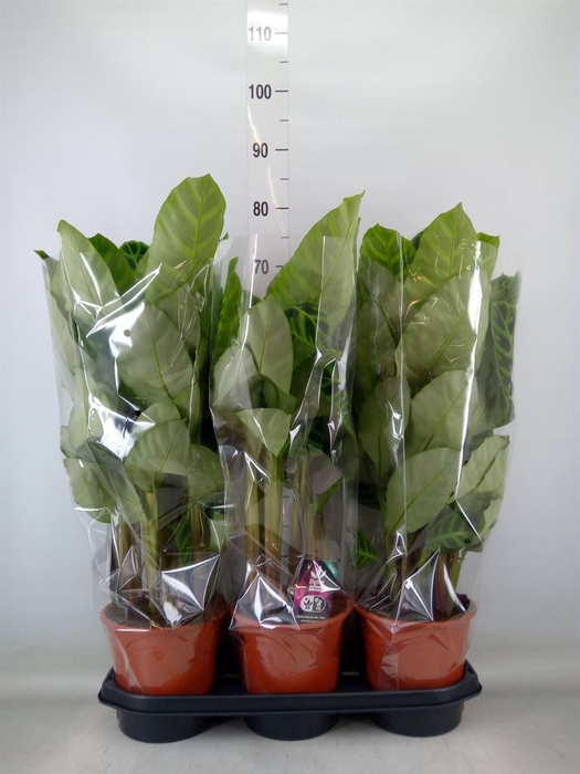 <h4>Calathea zebrina</h4>