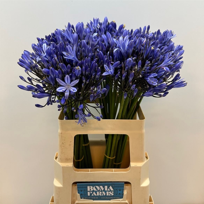 <h4>Agap Blue Heaven</h4>