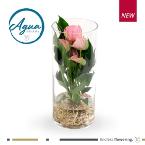 Mimesis Anthurium KARMA Pink - Aqua di Karma Cilinder