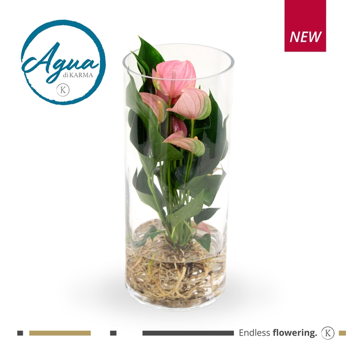 <h4>Mimesis Anthurium KARMA Pink - Aqua di Karma Cilinder</h4>