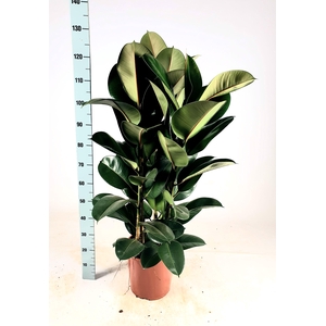 Ficus elastica 'Robusta' Toef 130cm