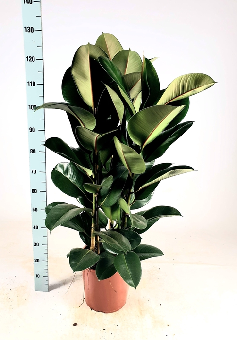 <h4>Ficus elastica 'Robusta' Toef 130cm</h4>