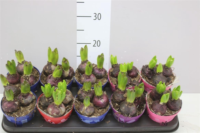 <h4>Hyacinthus Gemengd 3pp</h4>