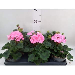 Pelargonium zona.   ...F1