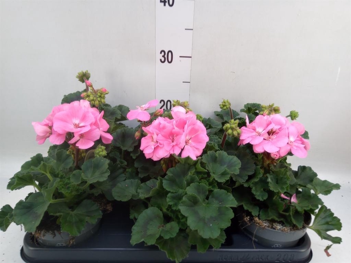 <h4>Pelargonium zona.   ...F1</h4>