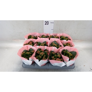 Kalanchoe  'RoseFlow Noelle'