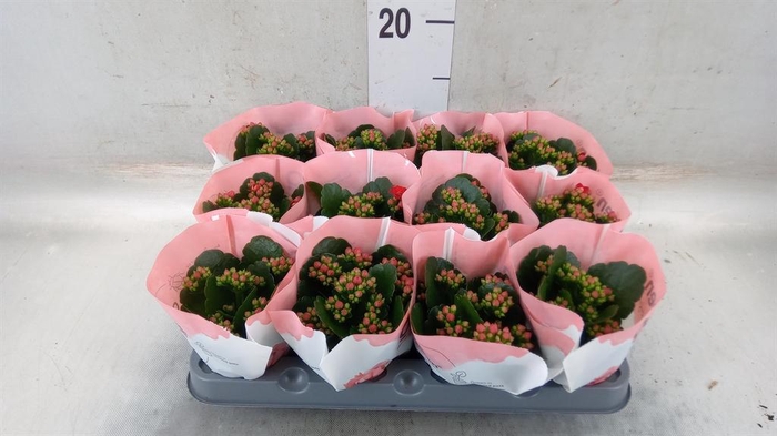 <h4>Kalanchoe  'RoseFlow Noelle'</h4>