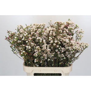 Chamelaucium Moonlight Delight