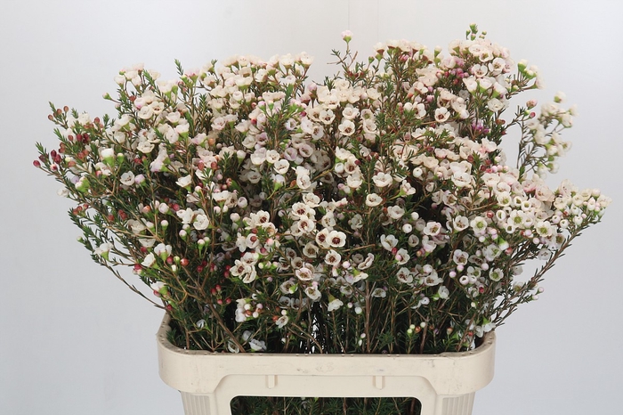 Chamelaucium Moonlight Delight