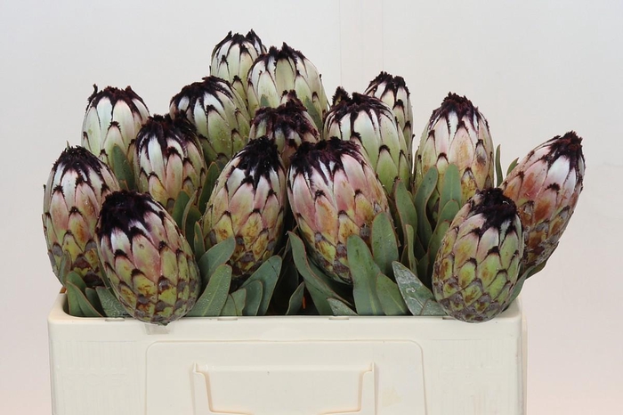 <h4>Protea Niobe</h4>