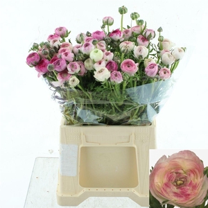 RAN EL WHITE SFUMATO