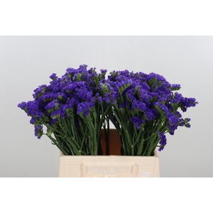 Statice Blue Marina Violet