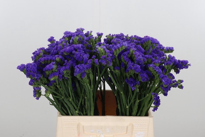 <h4>Statice Blue Marina Violet</h4>