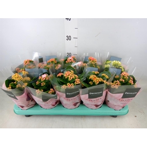 Kalanchoe blos. 'Serenity'   ...mix