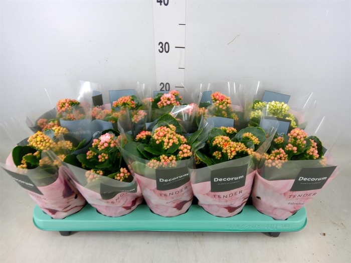 <h4>Kalanchoe blos. 'Serenity'   ...mix</h4>