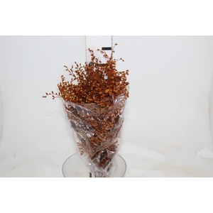 DEDO DE ANJO LARANJA