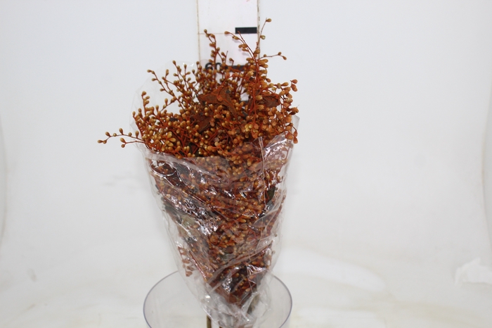 DEDO DE ANJO LARANJA