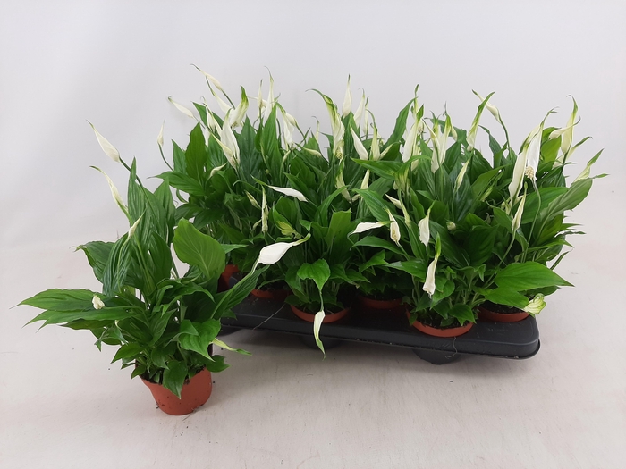 <h4>SPATH CHOPIN</h4>