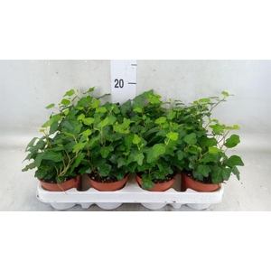 Hedera helix 'Wonder'