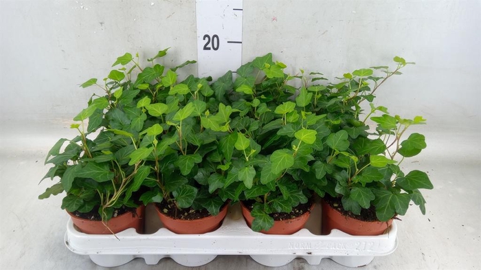 <h4>Hedera helix 'Wonder'</h4>