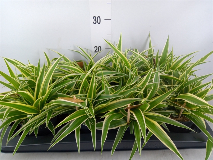 <h4>Chlorophytum com. 'Ocean'</h4>