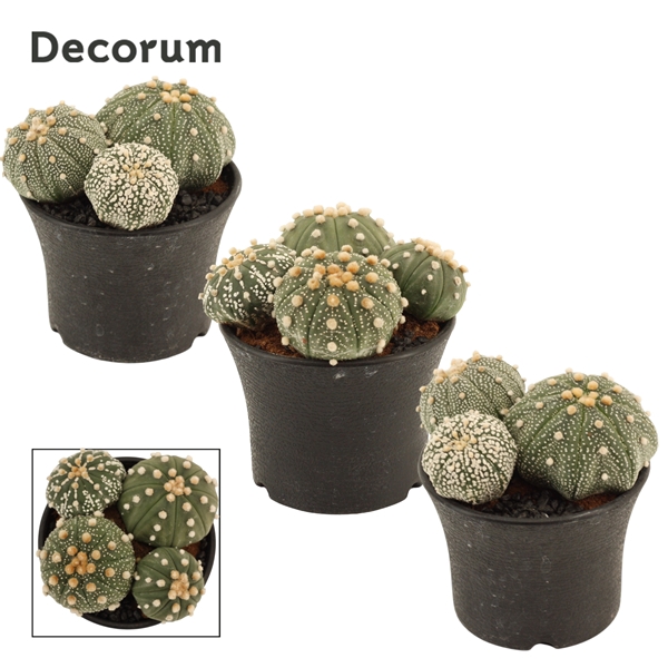 <h4>Astrophytum Asterias multi 10 cm (Decorum)</h4>