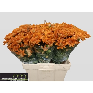 CHR T KALIMBA ORANGE