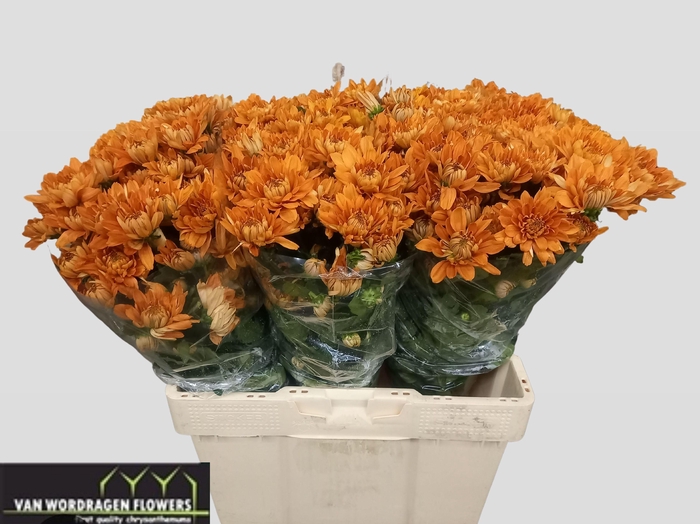 <h4>CHR T KALIMBA ORANGE</h4>