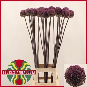 Allium Summer Drummer