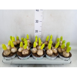 Hyacinthus orie. 'White Ideal'