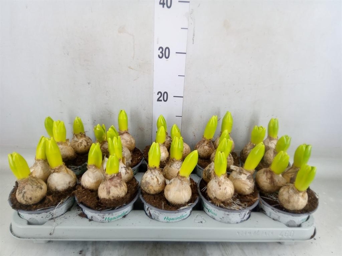 <h4>Hyacinthus orie. 'White Ideal'</h4>