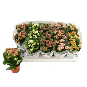 Kalanchoe gevuld gemengd 5klr.