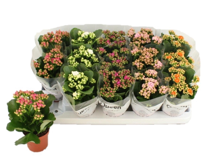 <h4>Kalanchoe gevuld gemengd 5klr.</h4>
