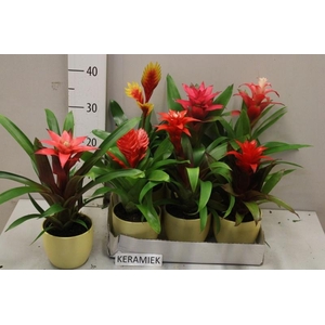 BROMELIA GEM