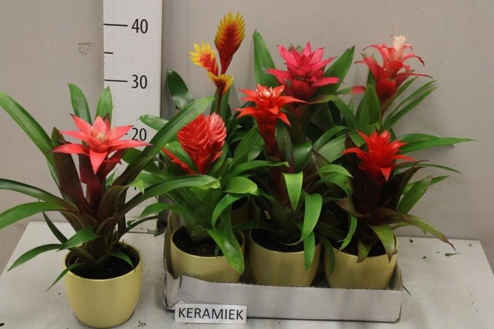 <h4>BROMELIA GEM</h4>