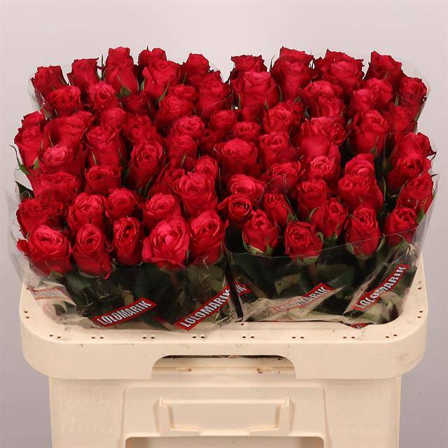<h4>R GR CHERRY-O!</h4>