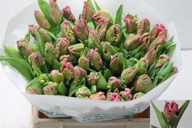 <h4>TU PA MARVEL PARROT</h4>