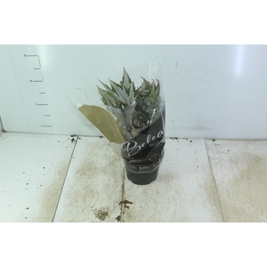 BEGONIA BELEAF P15 PO