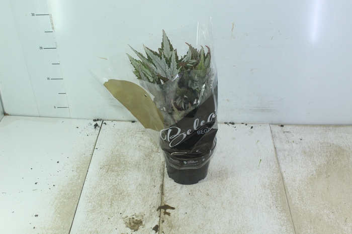 <h4>BEGONIA BELEAF P15 PO</h4>