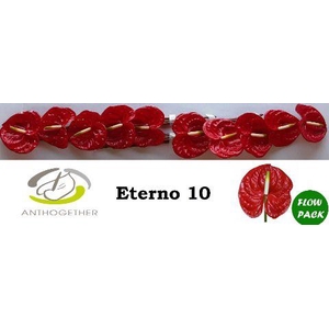 Anthurium Eterno