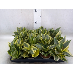 Sansevieria trifa. 'Golden Hahnii'