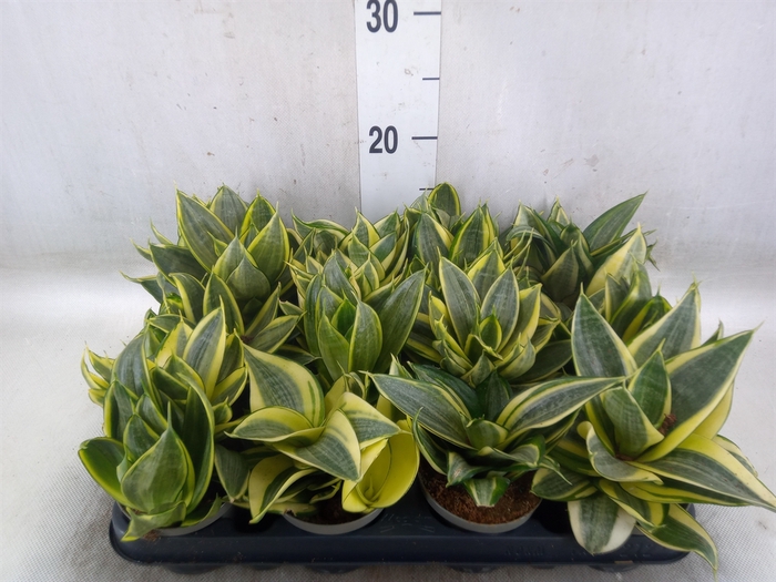 <h4>Sansevieria trifa. 'Golden Hahnii'</h4>