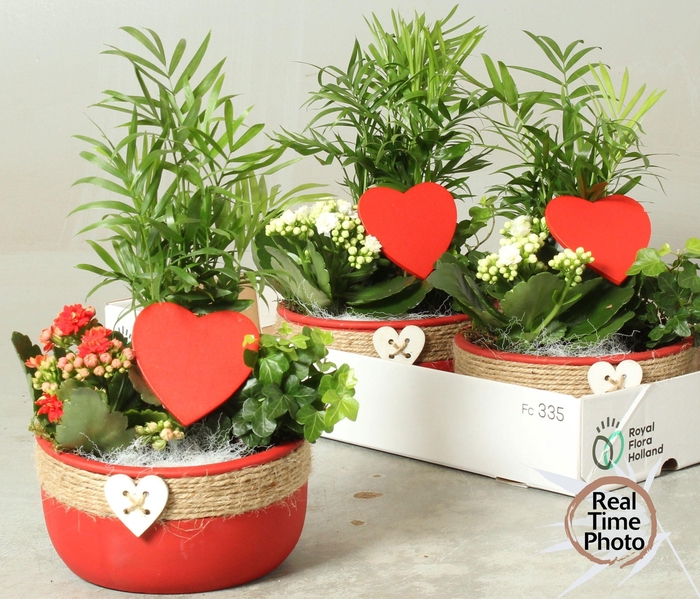 <h4>ARR KAMERPL</h4>