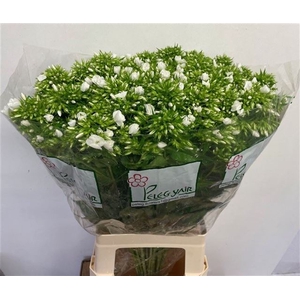 PHLOX P WHITECAP