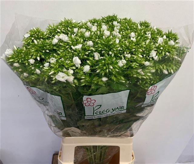 <h4>PHLOX P WHITECAP</h4>