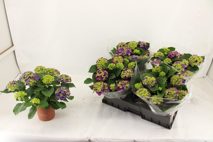 <h4>HYDR M NINGBO</h4>