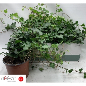 HED HE WONDER